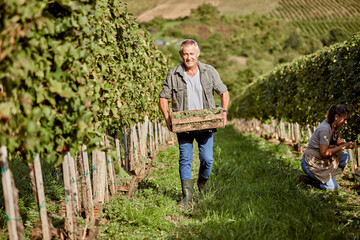 Farmer holding crate of grapes walking in vineyard by coworker working on sunny day