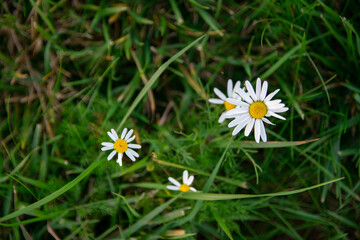 Leucanthemum vulgare, commonly known as the ox-eye daisy, oxeye daisy, dog daisy, marguerite