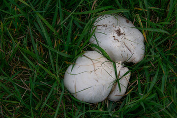 Agaricus campestris,  gilled mushroom