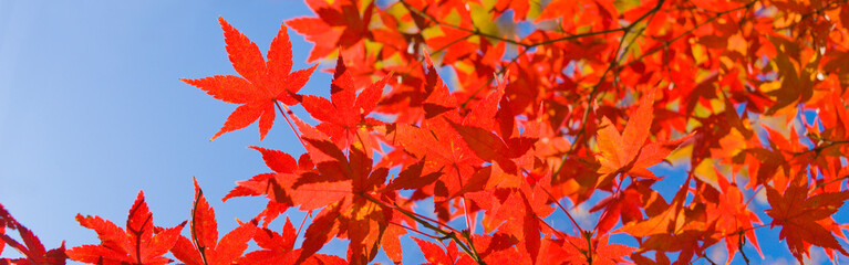 Naklejka na ściany i meble autumn banner image