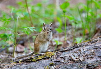 Chipmunk sits on a log close up. Russia, Buryatia
