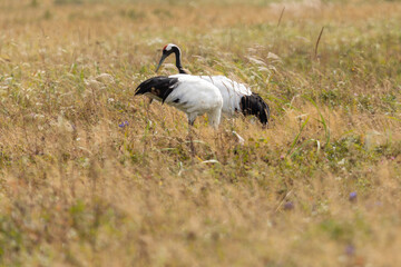 Naklejka premium Two red-crowned crane. Kunashir Island. South Kuriles
