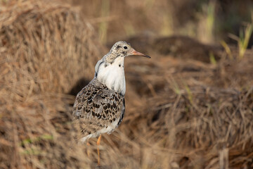 Male Ruff (bird) in breeding plumage stands on the shore of the lake