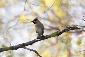 Waxwing sits on a branch on a spring day