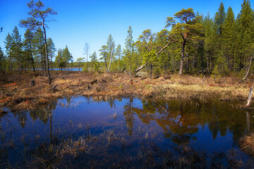 Landscape with swamp and pines. Arctic. Russia
