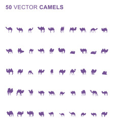 50 Camels - Vector © Seiji 345