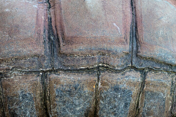 Close-up of turtle shell pattern, Aldabra giant tortoise (Aldabrachelys gigantea)