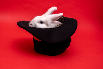 white cute rabbit sits in a black hat on red background. Cylinder hat. Focus with hare. circus...
