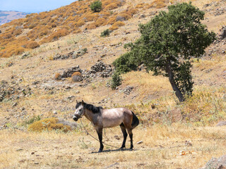 Horse on the hill near the Bodrum Kayalıklar Male Beach, Bodrum Kayaliklar Erkek Plaji