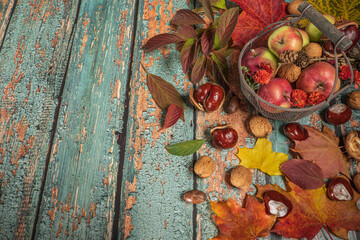 autumnal still life. No wire basket filled with apples, chestnuts, walnuts and autumn leaves