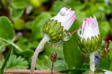 Gros plan d'une goutte de rosée sur une petite fleur de pâquerette qui n'est pas encore ouverte par une matinée de printemps 