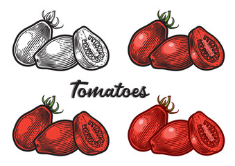Plum tomatoes; oval, plum-shape type of tomatoes. Hand drawn vector illustration, engraving style. Black and white version, and versions with different coloring styles, isolated on white background.