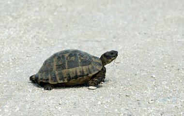 Mediterranean Spur-thighed Tortoise (Testudo graeca)