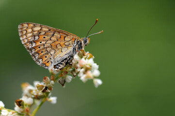 Wing under-side view of a feamel marsh fritillary (Euphydryas aurinia)