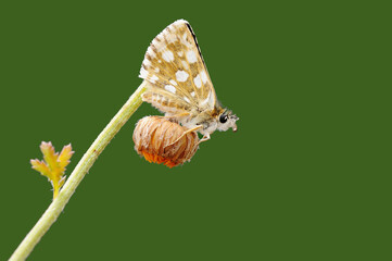 An Aegean skipper (Pyrgus melotis) perching on a flower