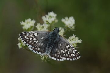Wing upper-side view of a yellow banded skipper (Pyrgys sidae).