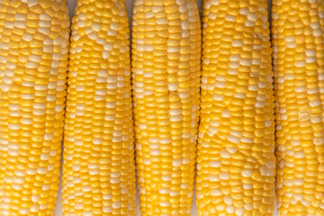 Yellow corn isolated on white background. Copyspace.