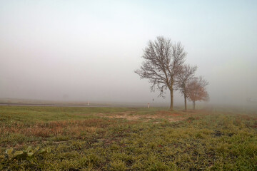 Obraz na płótnie Canvas Drzewa przydrożne podczas jesiennej mgły. Poranek.