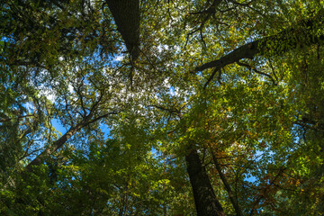 Obraz premium Blick zu den Baumkronen hinauf