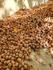 Walnuts are round, single-seeded stone fruits that grow from the walnut tree. They are a good source of healthful fats, protein, and fiber.