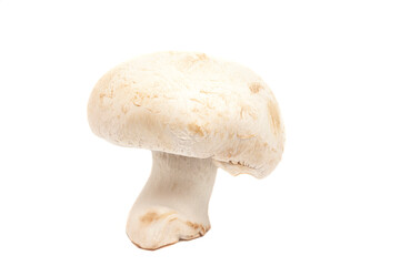 Champignon Mushroom isolated on white background