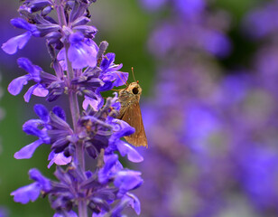紫サルビアの蜜を吸うセセリチョウ