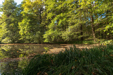 Ein kleiner Teich im Wald 