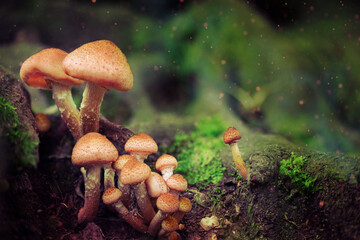 Fantasy mushrooms in mystery woodland. Glowing mushrooms in the night forest.