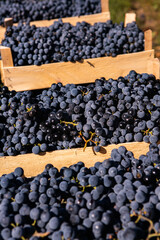 Fresh grapes in crates picked from the vineyard. Grapes ready for delivery or export from the Republic of Moldova.