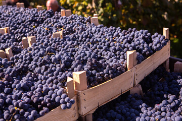 Fresh grapes in crates picked from the vineyard. Grapes ready for delivery or export from the Republic of Moldova.
