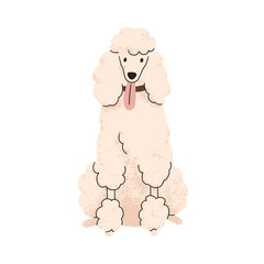 Cute curly dog of Royal Poodle breed. Canine animal, pet portrait, purebred doggy with curled hair, fur. Groomed pup with tongue out. Flat vector illustration isolated on white background