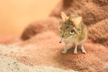 Rufous elephant shrew - Elephantulus rufescens - portrait on red background