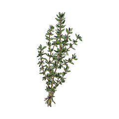 Fototapeta na wymiar Organic thyme bunch, colored sketch vector illustration isolated on white background.