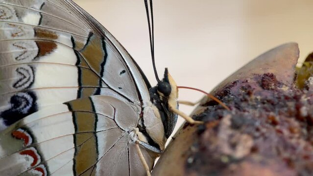 The butterfly is eating the juice from a rotten mango
rotten