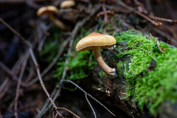 brown mushroom on a tree with moss