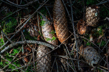 pinecones in the sunlight in the woods