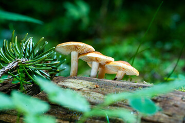 three brown mushrooms on wood