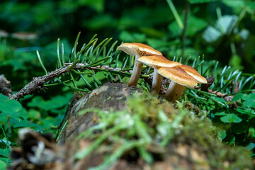 three brown mushrooms on wood