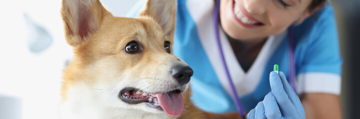 Doctor veterinarian holding pill next to dog
