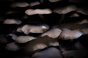Fototapeta premium Fly sitting on mushrooms