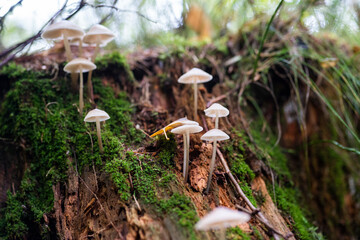 White mushrooms on wood in forest
