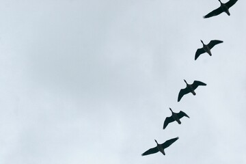 Wildgänse in Formation
