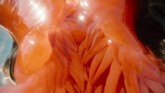 Red Actinia equina, on rocks in the sea, tentacles macro.