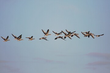 Wildgänse in Formation