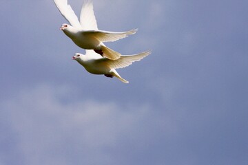 Taubenschwarm im Flug