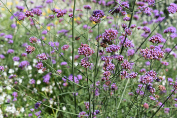 Patagonian vervain, Verbena bonariensis