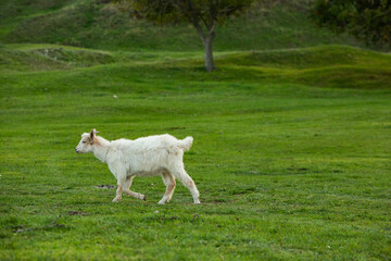 Obraz premium Beautiful and happy goat grazing on the green plain.