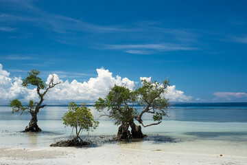 Trees in the water at the beach in the Philippines