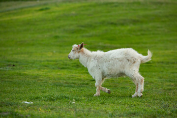 Obraz premium Beautiful and happy goat grazing on the green plain.
