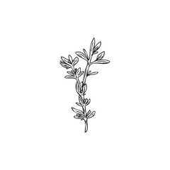 Hand drawn thyme branch with leaves, outline doodle vector illustration isolated on white background.